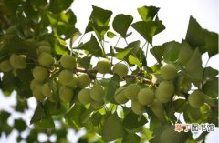 【种子】选购购买银杏树种子需要注意哪些方面？