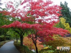 【区别】国产红枫与日本红枫有哪些区别？
