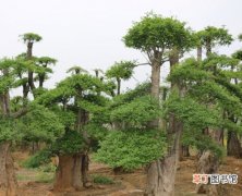 【树】对节白蜡是什么样的树种？