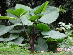 【植物】天南星科植物——紫芋的简介