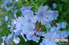 【生长习性】蓝雪花的生长习性和种植方法