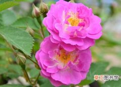 【食用】蔷薇花的食用价值：蔷薇花的食疗功效与作用及食用方法