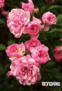 【植物】蔷薇属植物的分类系统介绍