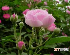 【价值】蔷薇的食用价值和药用价值介绍