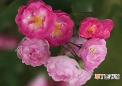 【传说】关于蔷薇的民间传说故事
