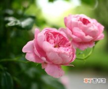 【花卉大全】关于蔷薇的风俗礼仪