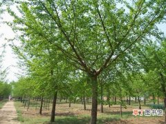 【银杏树】小银杏树苗林如何提高经济效益？