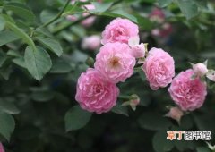【植物】蔷薇是一种什么花卉植物？蔷薇的花期、别名及简介
