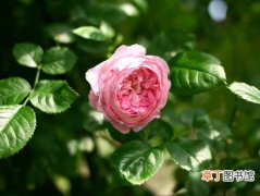 【种类】蔷薇的品种种类有哪些？蔷薇的常见栽培品种介绍