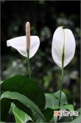 【植物】白掌是一种什么植物？白掌花图片及简介