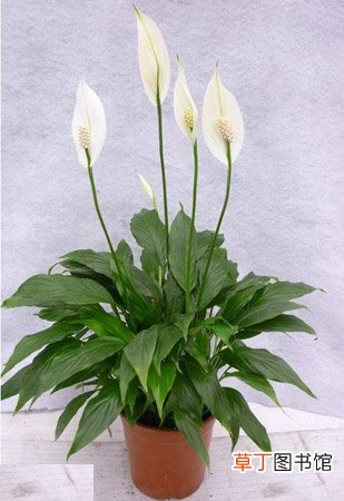 【花卉】盆栽花卉植物白掌的养殖方法和注意事项