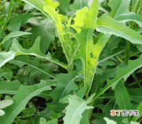 【种植】蒲公英的种植技术：法国厚叶蒲公英的栽培管理要点
