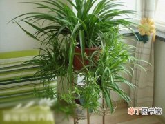 【盆栽】家里盆栽植物吊兰的作用有哪些？
