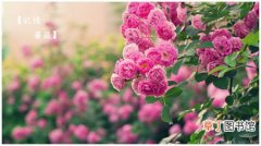 【传说】关于蔷薇花的传说故事