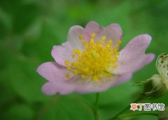 【常见】野蔷薇的常见品种分类