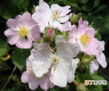 【药用】野蔷薇的食疗或药用价值：野蔷薇花的作用与功效介绍