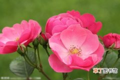 【生长】野蔷薇的生态习性和生长环境介绍