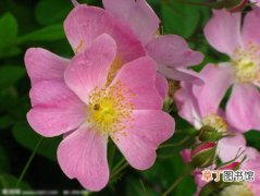 【蔷薇花】描写野蔷薇花的诗词歌赋欣赏