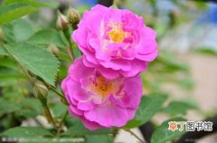 【传说】关于蔷薇花的民间传说