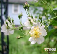 【蔷薇花】关于野蔷薇花的历史文化记载