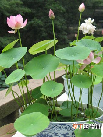 【养护】碗莲的栽种养护知识：生态习性和对生长环境的要求