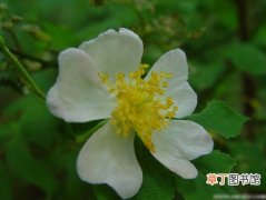 【花卉】野蔷薇是一种什么花卉植物？野蔷薇的形态特征介绍