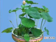 【繁殖】碗莲的繁殖方法和种植栽培技术