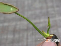 【播种】碗莲莲子怎么进行播种？碗莲莲籽播种栽培方法详细