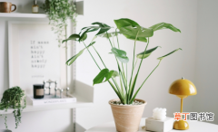 【植物】客厅养植物空气会变好吗?客厅养植物不通风怎么办