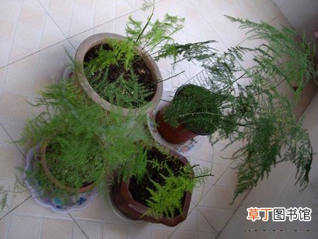 【植物】文竹的习性：文竹是喜阴植物还是喜阳植物？