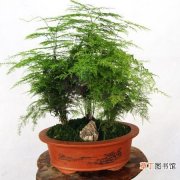 【文竹】盆栽文竹的冬季室内养殖方法