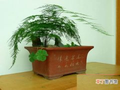 【盆栽】家里盆栽文竹的养殖方法和注意事项