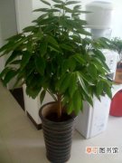 【植物】盆栽植物平安树怎么养？平安树的养殖方法和注意事项