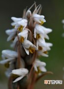 【植物】大花线柱兰是一种什么花卉植物？大花线柱兰的花期及简介