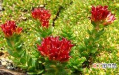 【植物】四裂红景天是一种什么植物？四裂红景天的花期、别名及简介
