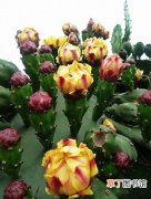 【仙人掌】墨西哥的国花是什么花？揭秘墨西哥的国花仙人掌