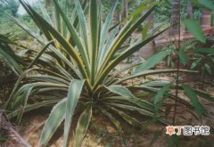 【养护】金边龙舌兰的栽种养护知识：生态习性和对生长环境的要求