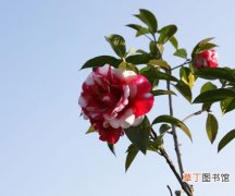 【花卉】滇山茶是一种什么花卉植物？滇山茶图片及简介