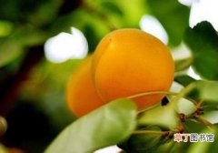 杏子什么季节成熟