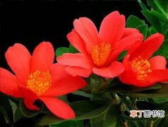 【花卉】杜鹃红山茶是一种什么花卉植物？杜鹃红山茶的形态特征介绍