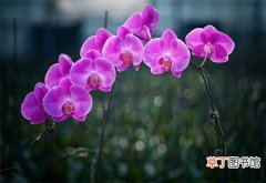 【花】蝴蝶兰切花的种植技术和养护管理要点