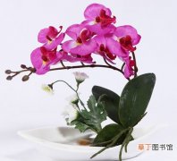 【品种】蝴蝶兰的品种种类有哪些？蝴蝶兰的常见栽培品种介绍