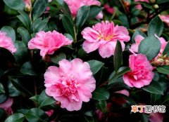 【花卉】山茶花是一种什么花卉植物？山茶花的花期、别名及简介