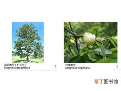 【品种】玉兰花品种图片——荷花玉兰、北美玉兰