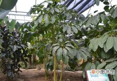 【方法】昆士兰伞木怎么繁殖？昆士兰伞木的繁殖方法介绍