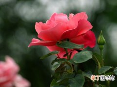 【玫瑰】月季和玫瑰的区别：教你如何区分月季和玫瑰