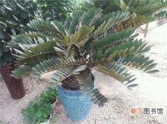 【植物】南美铁树是一种什么植物？南美铁树图片及简介