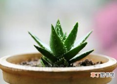 【芦荟】家庭芦荟盆栽的养殖方法和注意事项