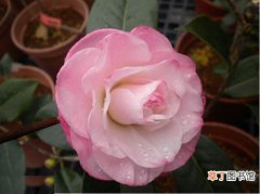 【品种】山茶花品种及图片——玉玫瑰山茶