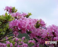 【花卉】杜鹃花是一种什么花卉植物？杜鹃花的花期、别名及简介